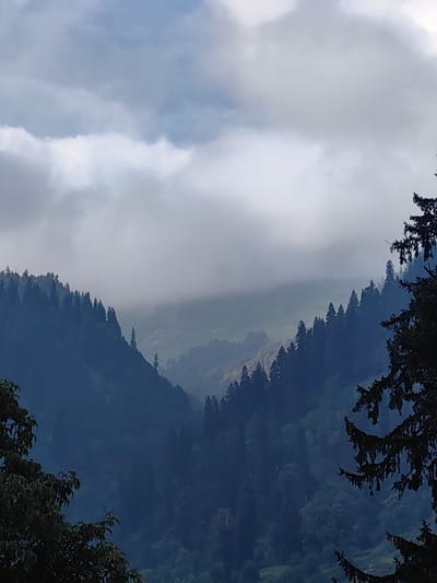 The image shows a view of a valley with steep, forested hillsides. The sky is overcast with thick clouds. The foreground on the right features the dark silhouette of a coniferous tree branch. The hillsides are covered in dense evergreen trees, creating a dark, shadowy effect. The valley floor is obscured by mist and the distance. The overall impression is one of a dramatic and somewhat moody natural landscape. This appears to be a scene in the Solang Valley, India, known for its mountainous terrain and lush forests.
