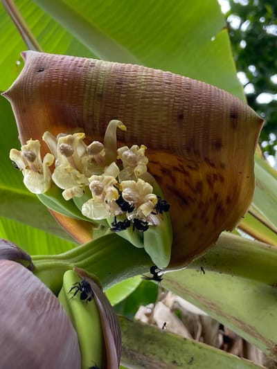 The image shows a close-up view of a banana flower and its developing fruit, with several small, black insects, possibly bees or wasps, actively engaged on the blossoms. The banana flower, a large, teardrop-shaped bud with reddish-brown bracts, is partially open, revealing clusters of delicate, pale yellow flowers inside. Some of these flowers have tiny, brown stamen. The insects are clustered around these flowers, appearing to be collecting nectar or pollen. In the background, large, green banana leaves are visible, indicating a tropical or subtropical environment. The overall scene is natural and captures a moment of insect activity on a flowering banana plant. There is no indication of human presence or any urban setting in the image; it appears to be a natural outdoor scene.