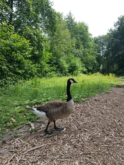 This media file depicts a Canadian Goose walking on a path covered in wood chips, with a grassy area and trees in the background. The goose, a large waterfowl, is brown and white with a black neck and head. It is facing to the right of the frame, with its beak slightly open. The path is made of light brown wood chips, and a darker, possibly concrete or stone, border runs alongside it.

The background features lush green grass dotted with small yellow wildflowers. Further back, a dense line of trees with dark green foliage creates a natural barrier. The sky is overcast, suggesting a cloudy day, and the lighting is soft, indicating it is likely daytime, possibly morning or afternoon. There is no visible text in the image.

The scene appears to be a park or natural area, likely in Dusseldorf, Germany, given the provided location context. The environment suggests a tranquil outdoor setting. The goose is the sole subject, and its presence on the path implies it is foraging or simply moving through its habitat. The overall mood of the image is peaceful and natural, focusing on the wildlife within its surroundings.