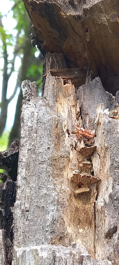 A close-up, horizontal outdoor shot taken in Zolota Poliana, Ukraine, features the intricate details of decaying wood, likely from a tree trunk or large branch. The wood exhibits significant deterioration, characterized by rough, textured surfaces, deep cracks, and hollowed-out sections that expose lighter, softer inner layers.
In the upper-central portion of the image, several small, reddish-brown ants are prominently visible. They are actively moving along the ragged edges and within the crevices of the decaying wood, suggesting foraging or nesting activity. The scene is brightly lit, indicating it is daytime. The background is out of focus, revealing soft blurs of green foliage, which situates the decaying wood in a natural, outdoor environment. There is no visible text in the image.