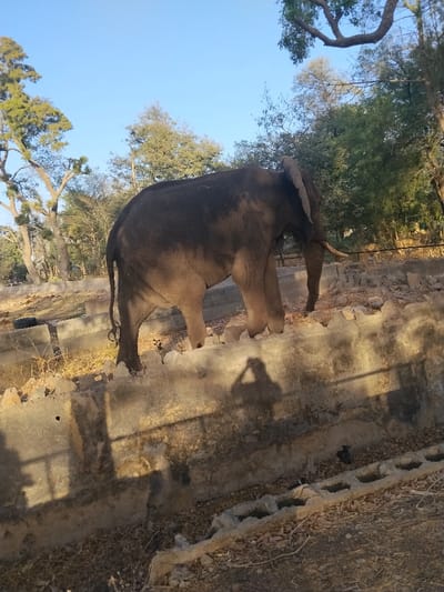 An adult elephant, dark grey with prominent tusks and large ears, stands in an enclosure in Garun Gawa, Nigeria. The animal is positioned in the midground, oriented towards the right, with its right front leg slightly elevated. Its immediate environment consists of dry, uneven earth with scattered vegetation and debris. A weathered concrete barrier runs horizontally across the foreground, separating the viewer's perspective from the elephant's area. The shadow of a human figure, holding what appears to be a camera or phone, is clearly cast upon this concrete barrier. A black, discarded tire lies on the ground to the left of the elephant. The background displays a clear blue sky above a dense arrangement of trees, indicating an outdoor setting. Sunlight, originating from the left, creates distinct, elongated shadows across the scene.