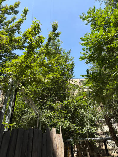The image depicts an outdoor scene with dense green foliage in the foreground and midground, obscuring much of a building in the background. The sky is clear and blue. In the lower part of the image, a wooden fence is visible, constructed from vertical planks. To the left of the fence, there are some metal poles and pipes, possibly part of an external structure or utility. The building in the background appears to be made of concrete or brick and has multiple windows. The overall impression is of an urban environment with significant overgrowth. The specific location is identified as Shymkent, Kazakhstan. There are no people visible in the image.