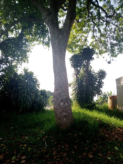 The image shows a tree with a thick trunk in a grassy area with scattered brown leaves. Behind the tree are green bushes and another taller plant with drooping leaves. To the right, a cylindrical concrete structure and part of a light-colored wall are visible. The sky is bright, appearing behind the foliage of the trees. The location is reported to be in Thalang, Laos, though there is no evidence in the image to confirm the location.