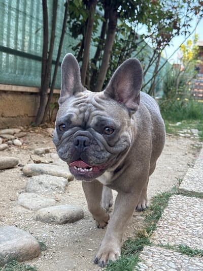 A French bulldog lies on a pathway made of light-colored stones and gravel, with patches of grass growing in between. The dog is a light gray color with a wrinkled face and its tongue is sticking out. Its mouth is open, revealing small white teeth and pink gums. The dog's ears are large and upright, and its eyes are dark brown.

Behind the dog, there is a fence made of wooden poles and green mesh, with some vegetation growing over it. In the background, trees and foliage are visible, with some dappled sunlight suggesting it is daytime. The ground is a mix of dirt, small stones, and the stone pathway. The overall scene appears to be an outdoor area, possibly a garden or patio, in a warm climate given the dog's panting. The image has a shallow depth of field, with the background softly blurred. The perspective is from a slightly elevated angle looking down at the dog. There is no visible text in the image. The setting suggests a relaxed or playful moment for the dog.