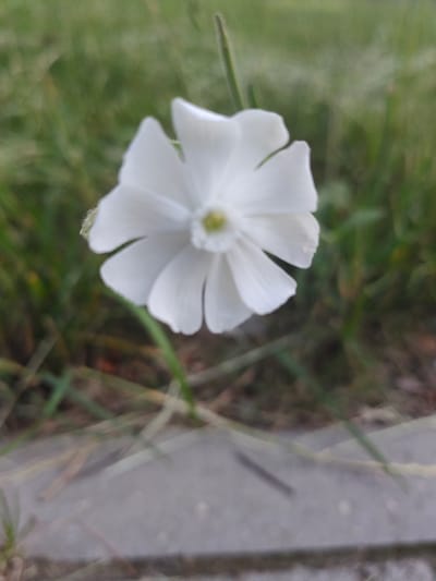 A close-up, slightly out-of-focus shot features a white flower with five petals in the foreground. The flower is centered in the frame, with its petals slightly curled inwards. Its pistil is visible in the center of the flower, appearing pale green. The background consists of blurred green grass, with some dry, brown blades interspersed. A light gray, paved surface, possibly a sidewalk or pathway, is visible in the lower portion of the image. The image appears to have been taken outdoors, likely in a park or garden setting. There are no people or animals visible in the frame. The location in the city of Hrodna, Belarus, is not discernable from the visual elements of the photograph.