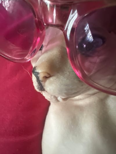 A close-up, side-view, low-angle shot features a white French Bulldog wearing oversized pink sunglasses, obscuring most of its face. The dog's nose and muzzle are visible beneath the lenses, showing a dark, vertical stripe down the center of its nose. The dog is lying on a bright pink surface, possibly a blanket or cushion. The lighting is bright and casts reflections on the sunglasses. The image is cropped tightly, focusing on the dog and the eyewear. There are no identifiable landmarks or elements within the image that would indicate a specific location in Togliatti, Russia.