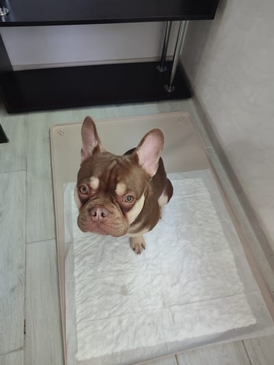 A French bulldog, a fawn-colored breed with tan markings, sits on a white absorbent pad within a light-colored plastic tray. The dog is looking directly up at the camera with its ears perked. The background shows a dark shelf with metal legs, a light-colored wall with a subtle patterned texture, and light wooden flooring. The scene appears to be indoors, possibly in a home environment in Vsevolozhsk, Russia.