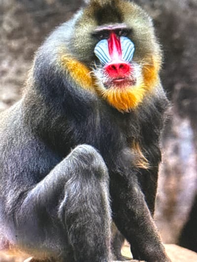 A mandrill monkey with a distinctive brightly colored face, predominantly red and blue, sits in a seated position against a blurred, rocky background. The monkey's fur is thick and gray, with patches of yellowish-orange around its face and chest. Its left arm is resting on its thigh, and its right arm is obscured. The overall lighting suggests an outdoor environment, possibly within a zoo or wildlife sanctuary. The image is a close-up of the primate, emphasizing its facial features and fur texture. There are no visible humans or man-made structures. The provided hints focus on close-ups of the monkey's fur and facial features, highlighting the texture and color variations. The image is not located in Babahjurong, Indonesia.