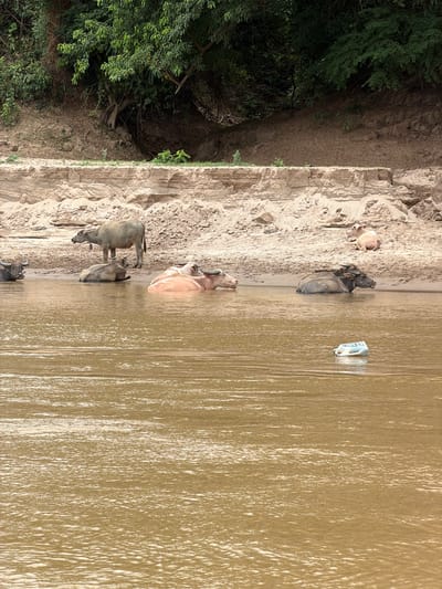 This is a photograph taken in Houaymat, Laos, depicting several water buffaloes on the bank of a muddy river and in the water. A herd of water buffaloes is gathered on a sandy embankment, with some standing and others lying down. In the foreground, several water buffaloes are submerged in the murky water, some appearing to be cooling off. One water buffalo is notably lighter in color, possibly albino. In the distance, dense green foliage and trees line the riverbank, indicating a natural, possibly rural, setting. The water appears calm with some ripples on the surface. A white plastic bottle is floating in the river. The scene suggests a typical day in a rural environment where water buffaloes are common.
