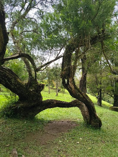 This image depicts a vibrant natural landscape, likely a park or garden, located in Cimacan, Indonesia. The scene is dominated by several large, mature trees with thick, gnarled, dark brown trunks and branches that extend prominently across the frame. The bark of these trees exhibits a rough texture, possibly covered in moss or lichen, suggesting considerable age. Their canopies are dense with numerous small, bright green leaves, creating a lush and verdant environment.
The ground is predominantly covered in short, well-maintained green grass. A distinct darker brown area, appearing as a dirt path or exposed earth, cuts through the grassy expanse, adding a textural contrast. The scene is brightly illuminated by natural daylight, indicating a clear or partly cloudy day, with light filtering through the foliage to create dappled patterns on the ground.
No people or animals are visible, contributing to an overall sense of tranquility and natural beauty. A small, rectangular white label or sign is faintly visible on one of the tree trunks on the left side of the image, but any text on it is unreadable. In the background, additional trees and greenery are visible, blurring slightly into the distance and suggesting a broader natural setting. The composition, with the tree branches extending diagonally and horizontally, creates a dynamic and immersive perspective of the woodland area.