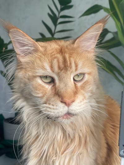 This is a close-up, head-and-shoulders shot of a light orange tabby cat, likely a Maine Coon due to its large size and prominent ear tufts, lying down. The cat's head is tilted, and it's looking directly at the camera with wide, pale green eyes. Its fur is long and fluffy, particularly around its face and neck, with lighter fur around its muzzle and chin. The cat's ears are large and pointed, with tufts of fur at the tips. Its nose is pink, and its mouth is slightly open, revealing a hint of its pink tongue. The background is blurred, but appears to be a mix of green foliage and a light-colored surface, possibly a wall or furniture. The lighting suggests it's daytime, likely indoors, given the soft, diffused light. There is a thin gray object with screws visible at the top of the frame, suggesting it might be a piece of furniture or equipment. The cat appears relaxed and comfortable. No text is visible in the image. The location is noted as Rozsoshentsi, Ukraine.