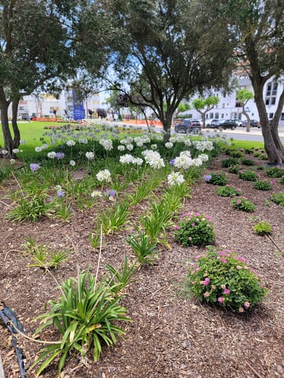 The image displays a landscaped area with various plants and trees, set against a backdrop of buildings and a street with cars. In the foreground, a row of white flowers, possibly Agapanthus, is in bloom, accompanied by some purple flowers, likely Verbena or Lantana. The ground is covered with mulch, and a few green, spiky plants are also visible. Behind the flowers, there are dense green trees with dark bark, their branches reaching out. Further in the background, white buildings with visible windows and balconies line a street where several cars are parked or driving. A bright green lawn can be seen between the buildings and the landscaped area. The sky appears to be overcast. The overall scene suggests a well-maintained urban or suburban outdoor space. No people are visible in the image. The lighting suggests it is daytime. A blue sign with white text is partially visible in the background, but the text is too small to be legible. The location is Quarteira, Portugal.