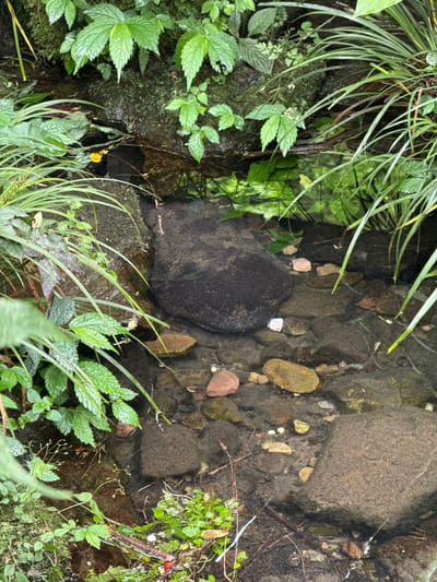 The image shows a small stream or waterway in a natural environment. The location is specified as Luoguta, China. The stream bed is filled with various rocks and stones, some larger, some smaller, and water flows over them. Lush green foliage, including different types of plants and grasses, lines the edges of the stream. The water is clear enough to see the rocks below. There are no people visible in the image. The scene is focused on the natural environment of a stream bank.