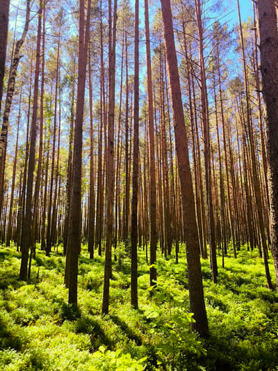 The image shows a dense forest with tall, slender pine trees and a ground covered in lush, green vegetation, likely blueberry bushes. The sun is shining through the trees, creating dappled light and shadows on the forest floor. The sky is a clear blue. The scene depicts a natural environment, characteristic of a forest area. There are no people or animals visible in the image. The location in Antiņciems, Latvia, suggests a forested landscape typical of the region.