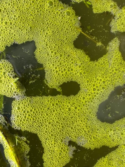 The image depicts a close-up view of bright green algae on the surface of water. The algae forms a thick layer of small, uniform bubbles. Several dark, irregular shapes, likely shadows of submerged vegetation or other objects, are visible within the green layer. The water itself is dark and murky underneath the algae. The scene appears to be outdoors, possibly in a pond, lake, or slow-moving body of water, with natural light illuminating the bubbles and casting the shadows. There are no people or animals visible in the frame. The overall impression is one of a natural, possibly eutrophic, aquatic environment. The location in Piriutino, Russia, suggests this is a natural body of water within that geographical area.