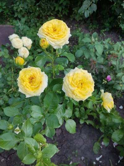 The image shows a close-up view of a rose bush with several yellow and white roses in bloom, as well as some buds and green leaves. The roses are clustered together in the center of the frame, with a blurred background of more greenery and dark soil. There are also a few fallen petals on the ground. The image is taken outdoors, likely in a garden setting. There are no people or animals visible in the image. The lighting suggests it is daytime, possibly late afternoon or early morning, given the soft light and shadows. There is no specific information in the image to indicate its location in Kryvyi Rih, Ukraine.