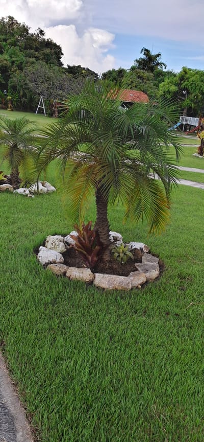 The image depicts a tropical landscape, likely a backyard or garden, in Vallecito, Venezuela. A small palm tree is the central subject, situated in a circular bed of dark soil bordered by rough, light-colored stones. Two other plants, one with red-tinged leaves and the other with spiky green leaves, are planted within the stone border. The ground around the palm tree is covered in vibrant green grass. In the background, a swing set with a white frame is visible amongst lush green trees. A building with a red-tiled roof peeks through the foliage. The sky above is a mix of blue with scattered white clouds. The overall scene suggests a well-maintained outdoor recreational area.