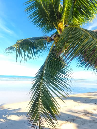 The image depicts a tropical beach scene in Tong Yang, Thailand, under a clear blue sky with wispy white clouds. A mature coconut palm tree dominates the foreground, its fronds casting dappled shadows on the white sand. Several coconuts are visible, clinging to the tree's trunk amongst its vibrant green leaves. The shallow, calm ocean stretches out to the horizon, where a faint outline of distant islands can be seen. The sun is high in the sky, suggesting it is midday. The overall atmosphere is serene and peaceful, evoking a sense of relaxation and a tropical vacation. No text is visible in the image.