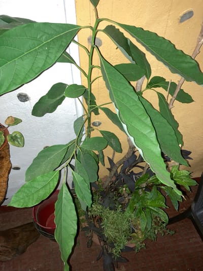 This is a medium shot, eye-level, indoor photograph of an avocado plant with large, green leaves. The plant is in a brown pot, with other smaller plants and dark purple foliage surrounding it. Behind the plant, a white wall with gray circular fixtures is visible, as well as a yellow wall. The floor is tiled in a reddish-brown brick pattern. To the left, a red bucket is partially visible. To the right, a dark chair is partially visible. The image quality is fair, with some dust visible on the leaves. The location is identified as Sabadell, Spain, though no specific landmarks or contextual clues within the image directly confirm this. There are no people or animals present in the scene.