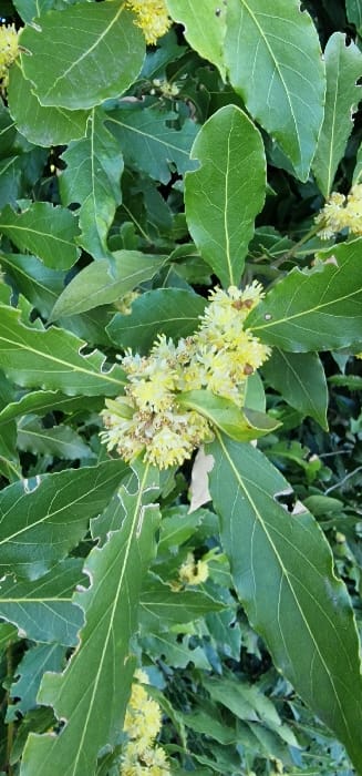 The scene depicts a close-up, vertical view of a bay laurel (Laurus nobilis) plant, located in Blaye, France. The primary subjects are numerous dark green, ovate-lanceolate leaves and multiple clusters of small, pale yellow flowers. Many leaves exhibit irregular marginal damage and perforations consistent with insect herbivory. The flowers are tightly clustered at various points along the branches, some showing developing brown stamens. The background consists of blurred green foliage, indicating an outdoor, natural environment. No individuals, man-made objects, or specific geographical markers within Blaye are visible beyond the plant itself. Daylight illumination is evident.