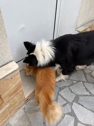 An outdoor scene in Berkovitsa, Bulgaria, depicts a black and white dog with fluffy fur interacting with an orange long-haired cat. The dog, positioned to the right, has its head lowered over the cat's head, which is facing away from the camera and is partially obscured. The cat is crouched on a light grey tiled floor, characterized by irregular stone-like patterns separated by darker grout lines. A prominent fluffy orange tail of the cat extends towards the lower left. To the left, a raised step or threshold is visible, clad in textured, light brown and tan tiles. The background consists of a plain white wall or door, showing a minor paint chip towards the top center. A thin dark vertical line suggests a door frame along the white surface. Bright, even daylight illuminates the scene.