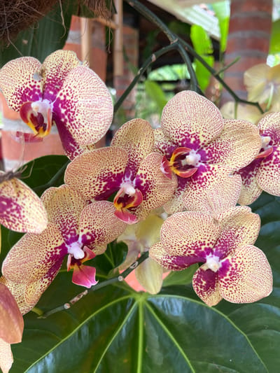 The image presents a close-up view of a cluster of blooming orchids, likely Phalaenopsis, situated in Girón, Colombia. Approximately seven flowers are visible, each featuring pale yellow-cream petals and sepals densely covered with dark magenta-purple speckling. The central labellum of each orchid is a solid magenta-purple with accents of yellow and white. Green stems support the orchid blooms. In the foreground and mid-ground, large, dark green leaves with distinct venation are visible beneath and around the orchids. The background is blurred, revealing reddish-brown architectural elements, possibly columns or brickwork, and a lighter-colored roof or ceiling structure, consistent with an outdoor or patio environment. A dark, fibrous hanging object is partially visible in the upper left corner. The scene is illuminated by natural light. No individuals or actions are depicted.