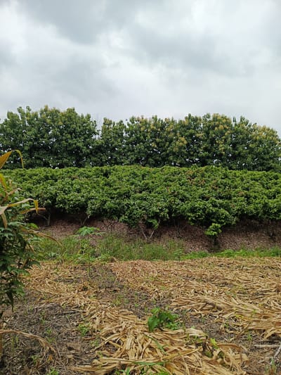 The image depicts a field landscape likely in a rural area of Quevedo, Ecuador, under an overcast sky. In the foreground, a layer of dried corn stalks covers the ground. Scattered among them are small green plants. Behind this is a patch of green grass and weeds, followed by a low embankment of brown soil. On top of the embankment grows a dense row of green shrubs or small trees. Further back, a taller line of trees with green leaves and yellowish flowers or seed pods stretches across the horizon. The overall impression is of an agricultural area.
