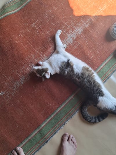 A domestic cat, with white and tabby fur, is stretched out horizontally on a red and green striped rug. The cat appears to be asleep or resting. Its head is turned to its left, and its paws are extended. To the bottom left of the image, a person's bare feet are visible, with toes pointing upwards. The scene takes place indoors, on a rug placed on a light-colored floor. The lighting suggests a sunny day, with a bright orange shadow cast on the rug from an unseen object. There is no indication of the city of Vasilevka, Kazakhstan.