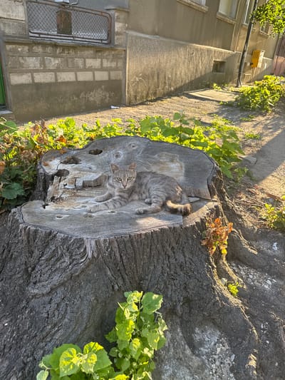 A tabby cat is perched on a weathered tree stump in Dobrich, Bulgaria. The cat is light gray with darker tabby stripes and appears to be looking towards the camera. It is resting in a hollowed-out section of the stump, with its body curved and its tail visible. The tree stump itself is large and appears to be very old, with visible rings and rough bark. It is surrounded by green foliage, some of which is lit by the sun.
In the background, there is a building with a textured, gray facade. A yellow rectangular object, possibly an air conditioning unit or a light fixture, is mounted on the building. There is also a window with a metal grate. The ground visible in the background is uneven and appears to be paved with some loose stones.
The lighting suggests it is late afternoon or early morning, with long shadows cast on the ground and the building. The sun is illuminating the scene from the side, highlighting the textures of the tree stump and the building. The overall impression is one of a quiet, outdoor urban setting. There is no visible text in the image.