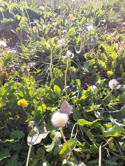 A close-up, sunlit shot captures a field of dandelions and other green vegetation. The foreground is dominated by a fluffy dandelion seed head in sharp focus, with a slightly blurred butterfly perched on it. To the left, a yellow dandelion flower is visible. In the background, more dandelion seed heads, some in bloom and some faded, are scattered amongst the leaves and grass. The lighting suggests it is daytime, with strong sunlight creating highlights and shadows. The scene appears to be a natural outdoor environment, possibly a park or undeveloped area within the city of Oskemen, Kazakhstan, given the context provided. No people or specific man-made structures are clearly identifiable.