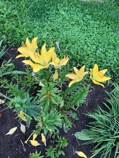 The image shows a close-up of a garden bed in Dubnik, Russia, with a focus on several yellow lilies in bloom. The lilies are tall with large, trumpet-shaped petals and orange stamens. Their leaves are a deep green, and some have brown or yellowed edges. Scattered on the dark soil are fallen yellow petals and some green seed pods. In the background, a lush green lawn with clover and some taller grasses creates a naturalistic setting. The lighting suggests it is daytime, possibly overcast or early morning/late afternoon, given the soft shadows and slightly muted colors. There are no people or animals visible in the scene.
