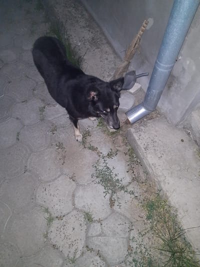 A black dog with tan markings on its face stands on a paved walkway in what appears to be an outdoor urban setting. A metal downspout is visible on the right side of the image, connected to a building. A broom and a dustpan are placed near the downspout. The ground is covered with interlocking concrete pavers, with patches of dry grass and small weeds growing between them. The scene is dimly lit, suggesting it was taken at night or in low-light conditions. The location is identified as Mykolaiv, Ukraine.