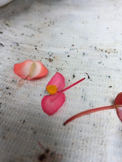 Scattered begonia flower parts rest on a mottled, weathered surface. A pale pink petal, folded in half, lies separate. Nearby, a vibrant pink flower with a small yellow center shows its distinctive long, slender stamen. Another stray flower and stem section are positioned on the lower right. Small dark specks are distributed across the background surface.