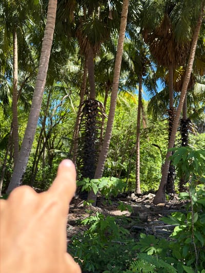 A finger points to the right, into a densely forested area filled with palm trees. The foreground is dominated by the out-of-focus skin of the pointing finger, which is lightly tanned. Behind the finger, the environment is a vibrant green jungle, with numerous palm trees of varying heights and thicknesses. The trees are packed closely together, creating a dense canopy that allows patches of bright blue sky to peek through. The ground beneath the trees is covered in dried palm fronds and other organic debris. The scene appears to be a natural, undeveloped area.