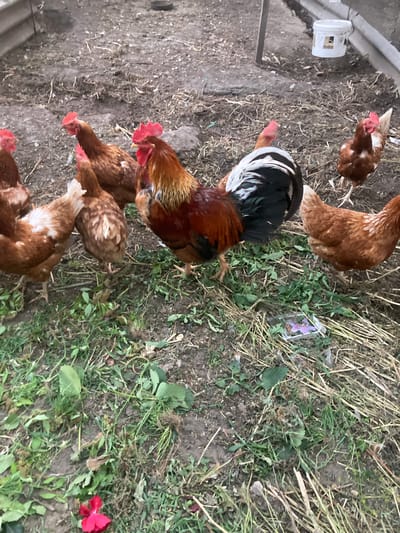 This image depicts a group of chickens and a rooster in an outdoor enclosure. The ground is covered with dirt, scattered straw, and patches of green grass. In the background, a white plastic bucket is visible hanging from a structure. The animals are predominantly brown and red in color, with the rooster displaying a more vibrant mix of red, black, and white plumage. Some of the chickens are looking towards the camera, while others are pecking at the ground. The scene suggests a rural or farm setting. The specific location within Матыкальскі сельскі Савет, Belarus cannot be determined from the image alone.