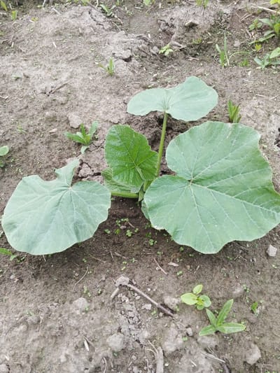 A young pumpkin plant with three large, green, heart-shaped leaves is growing in dry, cracked soil. The plant is centrally located in the frame, with the leaves spreading outwards. The soil is a light brown color and appears to be loose and somewhat uneven. Small weeds and other low-lying green plants are scattered around the pumpkin plant. The background shows more of the same soil and sparse vegetation, indicating an outdoor setting. The image is taken from a top-down perspective, with the focus on the plant. The location is identified as being in the city of Suvorov, Russia.