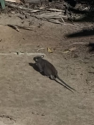 A small, dark creature, likely a rodent, is the central subject of this image, captured at night in what appears to be an outdoor, possibly urban environment in Kuala Lumpur, Malaysia. The creature is dark in color, with a long tail, and is positioned in the middle of a textured, sandy-colored surface that could be a path or an area of packed dirt. Shadows are cast across the scene, indicating artificial lighting, and the overall lighting suggests it is nighttime. To the left of the creature, there are dry, fallen leaves and plant debris, hinting at a natural or semi-natural setting. The surface the creature is on is uneven, with small pebbles and variations in texture. The creature's body is angled, with its head turned slightly to the left, and its tail extends behind it, casting a long shadow. The image is somewhat grainy, which is common for low-light photography. No people, text, or specific weather conditions are discernible.