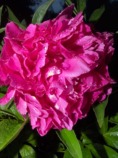 This is a close-up, vertical shot of a vibrant fuchsia peony bloom covered in glistening water droplets. The flower's petals are deeply layered and ruffled, with some appearing lighter due to highlights from the water. The background is a dark, out-of-focus abyss, with hints of green foliage visible at the edges of the frame, also speckled with water droplets. The lighting suggests it is either dawn or dusk, or an overcast day. The location of this image is in the village of Shemordan, Russia.