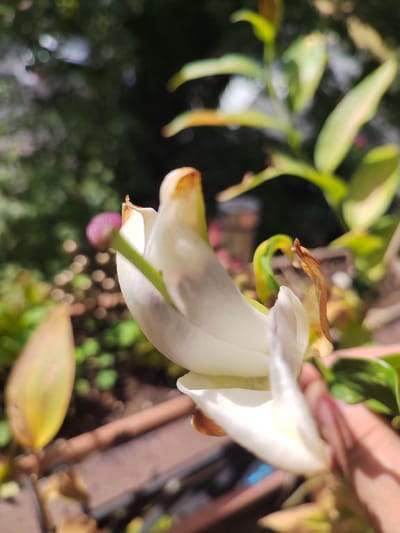 This image is a close-up, shallow depth-of-field photograph of a white flower with some browning on its edges. The flower is partially opened, revealing its delicate petals. A pink bud is visible to the left of the main flower, and a green stem connects them. The background is blurred, but appears to be an outdoor setting with green foliage and possibly some plants in pots. The lighting suggests it is daytime, with sunlight filtering through the leaves, creating a bokeh effect. The focus is sharp on the flower's petals and stamen, while the rest of the scene is soft and out of focus. There is a hand visible on the right side of the image, gently touching or holding the flower, adding a human element to the composition. The overall impression is one of nature and delicate beauty, possibly taken in a garden or a natural setting. There is no visible text in the image.