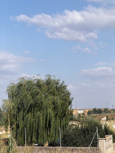 This is a medium shot, taken outdoors on a sunny day in Valdefresno, Spain. The foreground is dominated by a large weeping willow tree with dense, cascading foliage. A chain-link fence runs across the lower part of the image, partially obscured by the tree's branches and some dry grasses and small plants.
In the middle ground, beyond the fence and tree, are fields with several large, white, cylindrical bales, likely hay or straw. A few small trees and shrubs are scattered throughout this area. Further in the distance, rolling hills are visible, with a road winding up one of them. There are several structures on the hills, including what appear to be communication towers and buildings.
The sky is a clear blue with scattered white cumulus clouds. A small dark bird is visible in flight in the upper left quadrant of the sky. The overall impression is of a rural or semi-rural landscape.