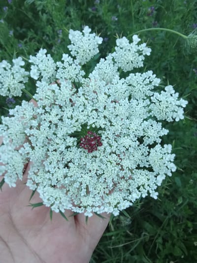 A close-up, overhead shot shows a person's left hand holding a cluster of small white flowers with a single cluster of dark red flowers in the center. The flowers are arranged in a large, flat-topped umbel. The background is blurred green foliage, with hints of purple flowers visible. The scene appears to be outdoors in a natural setting, possibly in or near the city of Жошук, Kyrgyzstan. The lighting is soft and diffused, suggesting it is daytime, but possibly overcast or at dusk/dawn.