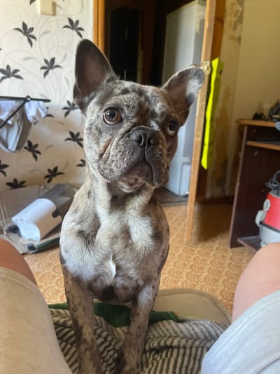 The image shows a brindle French Bulldog looking up at the camera. The dog is positioned in the foreground, with its head and upper body visible. The dog's eyes are wide, and its ears are perked up, giving it an alert and curious expression. The fur is a mix of brown, black, and white, with a distinctive brindle pattern.

The background is out of focus but suggests an indoor setting. To the left of the dog, there is a wall with a black floral pattern on a white background. There are also some hints of furniture, including a shelf with some objects on it, and a cabinet in the background. To the right of the dog, a person's leg, clad in a light-colored garment, is visible, suggesting the dog is being held or is sitting on someone's lap. A striped blanket is also present.

The lighting suggests it is daytime, possibly indoors with artificial light. The overall mood is casual and domestic, with the focus clearly on the dog. There is no visible text in the image. The location context is Shcherbinka, Russia.