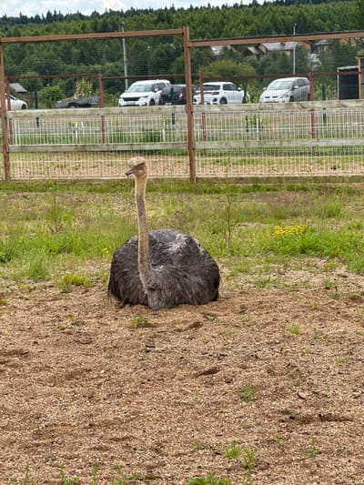An ostrich is lying down on a sandy patch of ground next to a grassy area. The ostrich is mostly grey with a long, slender neck and head that are a lighter tan color. Its head is tilted down. In the background, there is a tall wire fence that encloses the area. Beyond the fence, there are trees and a few white vehicles parked in front of some buildings. The sky is partly cloudy. The scene appears to be set in an outdoor enclosure, possibly a zoo or wildlife park, in a rural or semi-rural setting. The lighting suggests it is daytime.