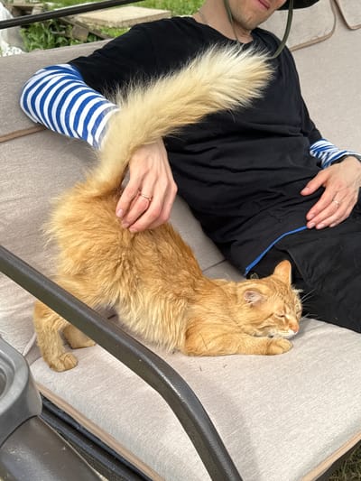 A ginger cat is stretching on a beige outdoor chaise lounge, its body extended with its hind legs pushed out. The cat's tail is raised high and appears fluffy. A person wearing a black t-shirt, black pants, and a dark hat is sitting next to the cat. The person has a striped blue and white sleeve on their left arm and is wearing two rings on their right hand. The person's left hand is resting on the cat's back. The environment appears to be outdoors with some greenery visible in the background. The scene does not provide enough specific information to determine a precise location within Serpukhov, Russia.
