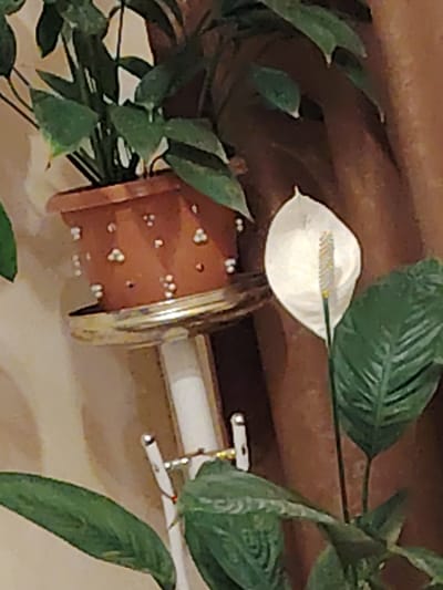 This media file displays a close-up view of houseplants, with a focus on a white peace lily flower. The peace lily, with its distinct white spathe and yellow spadix, is prominently positioned to the right of the frame. To the left, a potted plant with lush green leaves is visible, housed in a terracotta-colored pot adorned with small white decorative elements. The pot sits on a decorative stand with a golden rim.

The background is partially obscured by the plants, but appears to be an indoor setting with a textured, brown curtain and a light-colored wall. The lighting suggests an indoor environment, possibly in the daytime due to the natural light illuminating the scene. The overall mood is serene and domestic, highlighting the beauty of the plants. There is no visible text in the image. The location context provided places this scene near the border of Gyumri-Akhuryan in Armenia.