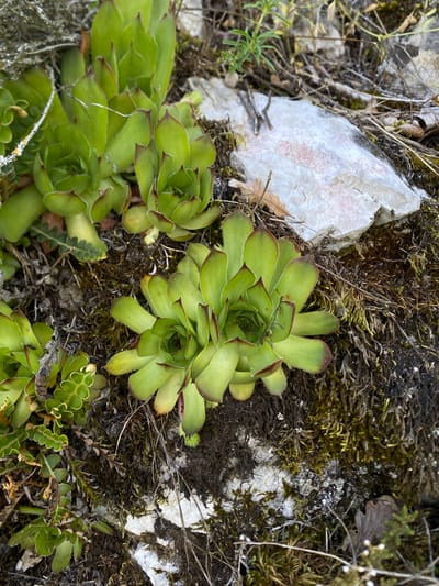 A close-up, overhead shot captures a patch of Sempervivum plants growing on rocky terrain. The succulents are vibrant green with reddish-brown tips, forming compact rosettes. They are nestled amongst moss, dry leaves, and twigs, with a light-colored, textured rock prominently visible in the upper right quadrant. The scene appears to be outdoors in a natural, possibly rocky, environment.