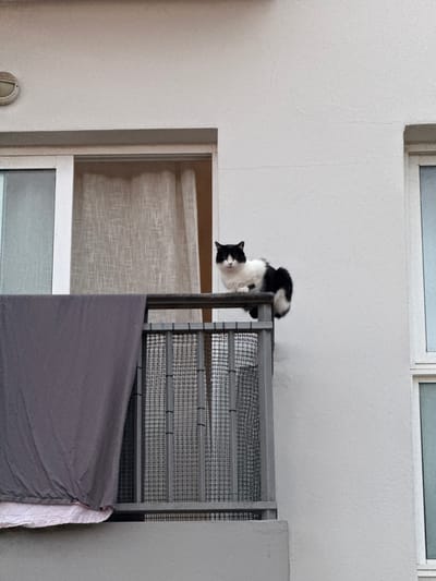 A black and white cat is depicted hanging upside down from a metal railing. The cat's body is mostly white with black markings on its head, back, and tail, and it appears to be in a playful or curious pose. The cat is positioned above a mesh-covered structure, possibly a window screen or ventilation grate. Below this, a textured cream-colored fabric is visible, likely a curtain or blind. A dark gray fabric is draped over another surface to the right of the image.

The scene appears to be indoors or in a sheltered outdoor area, with a textured white wall forming the backdrop. A sliver of a window frame with glass is visible at the top of the image, suggesting an indoor setting. The lighting is soft, and there are no clear indicators of the time of day or weather conditions. No text is visible in the image. The overall impression is of a whimsical moment captured with a domestic animal.