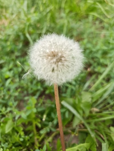 The image depicts a close-up, vertical shot of a dandelion seed head, or "clock," in a natural outdoor setting. The dandelion is positioned centrally, with its fluffy white parachute-like seeds creating a spherical shape. A single seed appears to be in mid-flight, detaching from the main head and drifting to the left. The dandelion's stem is visible, a thin, brown stalk emerging from the bottom right of the frame.

The background is a soft, blurred expanse of green foliage, suggesting a park or meadow. The green tones are varied, indicating different types of grass and leaves. The lighting appears natural, likely daylight, with a soft diffused quality that highlights the delicate texture of the dandelion seeds.

The image does not contain any people, buildings, or specific landmarks that would identify a location within Krakow, Poland. The scene is purely focused on the natural element of the dandelion and its immediate surroundings.