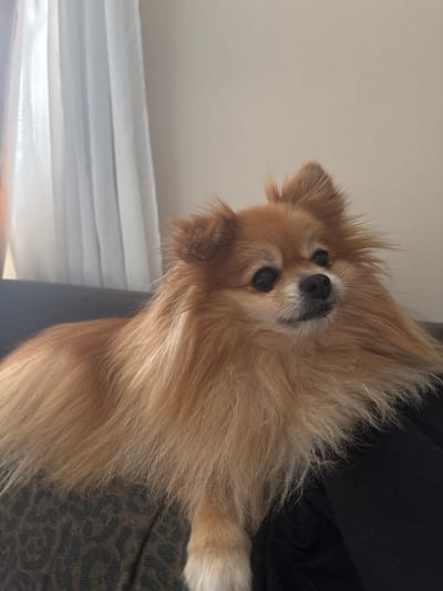 The image displays a close-up, rotated view of a fluffy, light brown Pomeranian dog. The dog is lying down, possibly on a patterned cushion or fabric, with its head tilted slightly upwards. Its fur is long and appears soft, with lighter tips. The dog's eyes are dark and round, and its nose is black and moist. Its ears are pointed and covered in fur. The background is out of focus, but appears to be an indoor setting with a light-colored surface and some white fabric, possibly curtains. The lighting suggests it is daytime. The dog's expression seems calm and alert. There is no visible text in the image.