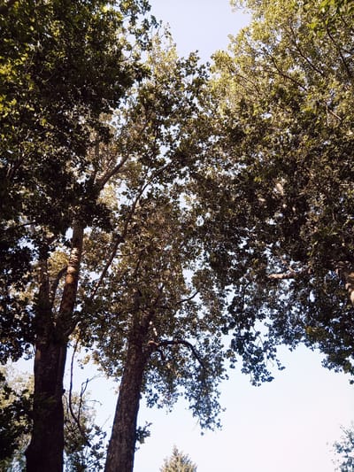 The image is an upward-looking shot of tall trees with dense green foliage against a bright, clear sky. The perspective emphasizes the height and scale of the trees, with their branches and leaves filling most of the frame. Sunlight filters through the canopy, creating dappled patterns on the leaves and tree trunks. Two prominent tree trunks are visible in the foreground, their rough bark textured by light and shadow. The overall scene suggests a natural, outdoor setting, possibly a park or a tree-lined avenue. The image does not contain any people or explicit indications of a specific location within Chișinău, Moldova.